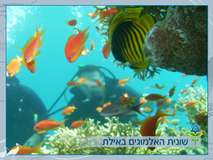 שונית האלמוגים באילת (צילום: חדשות 2)