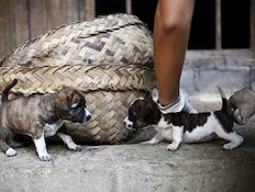 כלבים מסכנים (צילום: Ulet Ifansasti, GettyImages IL)