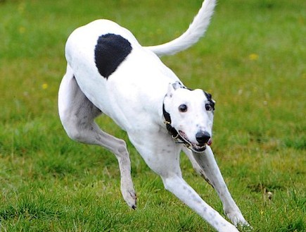 כלב עיוור (צילום: dailymail.co.uk)