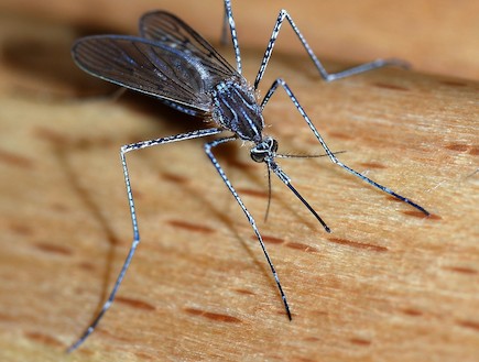יתוש -חיות מסוכנות