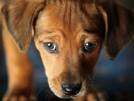 גור כלבים (צילום: Christopher Furlong, GettyImages IL)