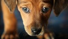גור כלבים (צילום: Christopher Furlong, GettyImages IL)