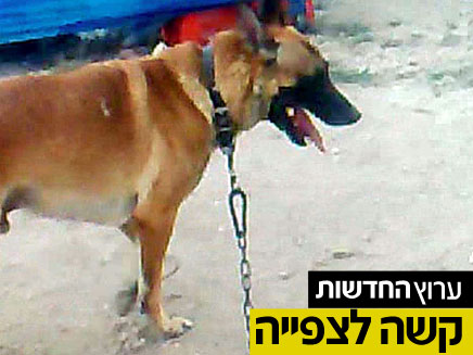 כלב מתעלל בחתול (צילום: משטרת ישראל)