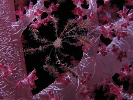 סרטן עכבישי על אלמוג רך. רון פארג', ישראל (צילום: רון פארג')