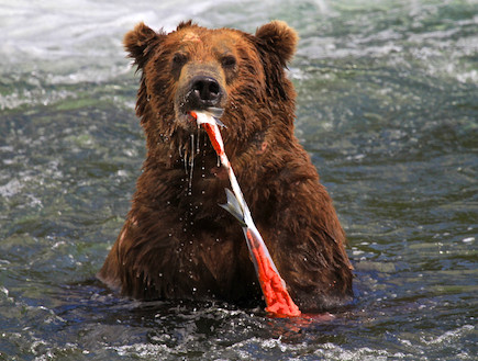 דובים באלסקה (צילום: דורון הורוביץ)