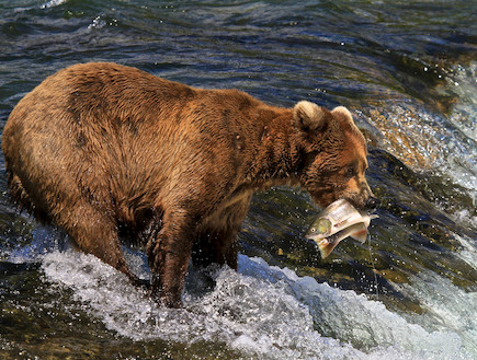 דובים באלסקה (צילום: דורון הורוביץ)