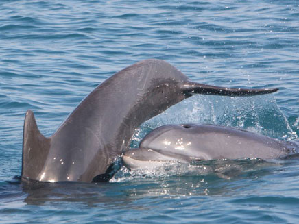 דולפינים בחופי ישראל, היום (צילום: אביעד שיינין מחמל