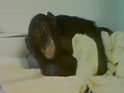 נים הקוף - סוף עצוב לניסוי (צילום: חדשות 2)