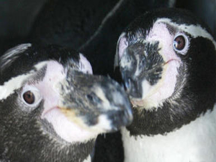 הפינגווינים הגייז יגדלו ילד ביחד