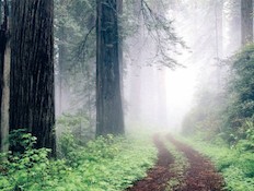 יער בערפל - בכלל לא מסיליקון (צילום: יעקב שקולניק,ויז'ואל,gettyimage ישראל)