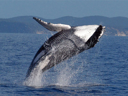 לווייתן "גדול סנפיר" במים (צילום: AP)
