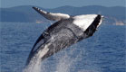 לווייתן "גדול סנפיר" במים (צילום: AP)