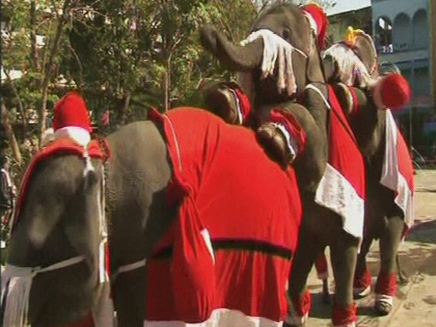 פילים מחופשים לסנטה קלאוס בתאילנד (צילום: חדשות 2)