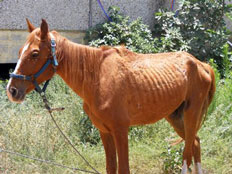 הסוס המורעב במושב שובה (צילום: צביה מילדנברג)