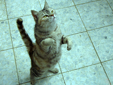 לשם השוואה: חתול רגיל שוקל  3-5 ק"ג (צילום: דניאל נחמיה, חדשות 2)