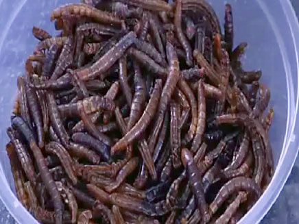 ממתקי חרקים (צילום: חדשות 2)