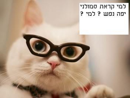 חתול במשקפיים - מתוך קבוצת הפייסבוק "חתולים מסיתים לשמאל" (צילום: mako)