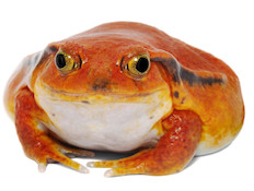 צפרדע עגבניה