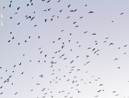 ציפורים מעל ק&"ש (יניב גונן) (צילום: מערכת ONE)