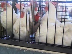 תרנגולות (צילום: חדשות 2)