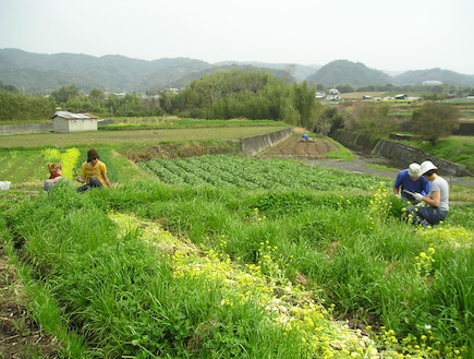 מעשבים ביפן (צילום: עודד שלומות)