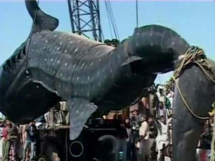 דייגים צדו את החיה באורך 11 מטרים (צילום: חדשות 2)