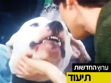 רגע לפני: הכלב חושף שיניים (צילום: youtube)
