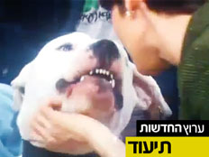 רגע לפני: הכלב חושף שיניים (צילום: youtube)
