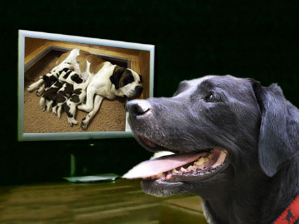 הפרסומת שתרתק את הכלב למסך (צילום: רויטרס, עיבוד תמונה)