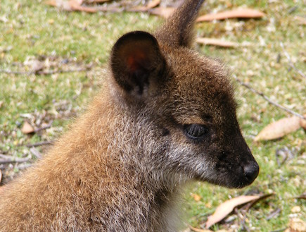 wallaby3 (צילום: סער פלס)