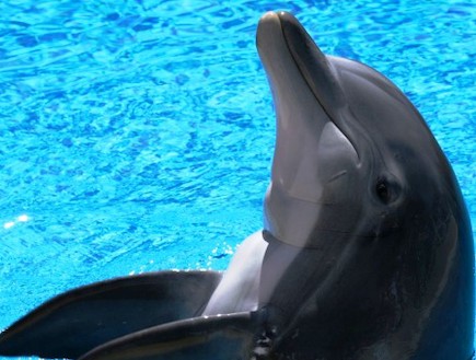 ותודה על הדגים: האם בקרוב נוכל לדבר עם דולפינים? (וידאו WMV: פוטופדיה)