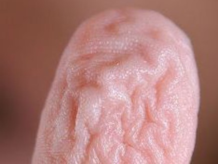 למה באמת האצבעות מתקמטות באמבטיה? (וידאו WMV: ויקיפדיה)