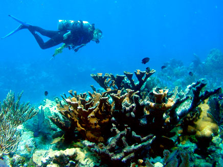 שונית אלמוגים. ארכיון (צילום: רויטרס)