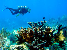שונית אלמוגים. ארכיון (צילום: רויטרס)
