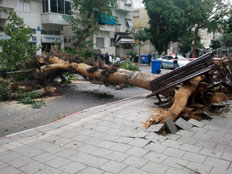 עץ שקרס בת"א (צילום: גדעון אוקו, חדשות 2)