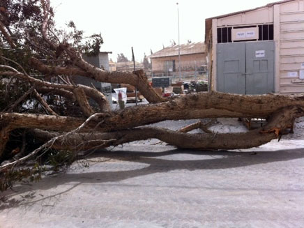 עץ שקרס בסופה (צילום: משה ויצמן, חדשות 24)