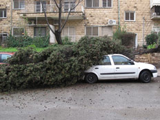 עץ קרס בירושלים, היום (צילום: אלינור מלחי)