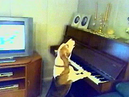 כלב מנגן על פסנתר (צילום: חדשות 2)