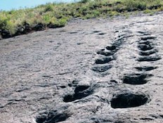 עקבות דינוזאורים - טבוע בסלע (צילום: גליה גוטמן, גלובס)