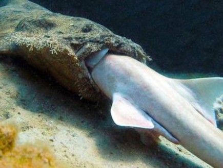 כריש בולע כריש (צילום: nationalgeographic.com)