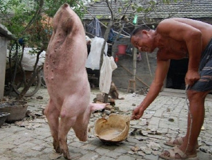 ג'יאן צ'ין: חזירת הפלא שהולכת על 2 (וידאו WMV: dailymail.co.uk)