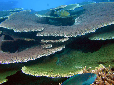 חלק מהאי - כבר מתחת למים (צילום: AP)