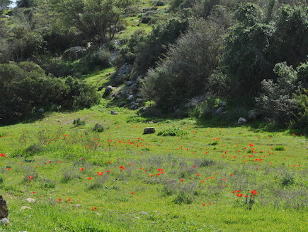 כלניות פורחות בחורבת בורגין בפארק עדולם (צילום: ענבל סינגר)