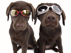 משקפי שמש לכלבים (צילום: doggles.com)