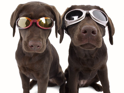 משקפי שמש לכלבים (צילום: doggles.com)