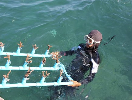 מצילים אלמוגים בתאילנד (צילום: נעם סגן-כהן)
