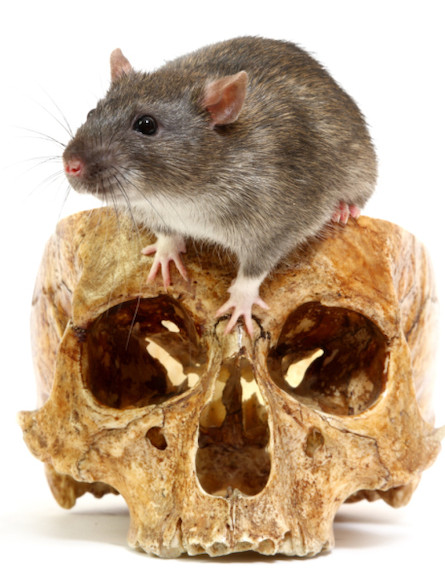 עכבר אכזרי (צילום: אימג'בנק / Thinkstock)