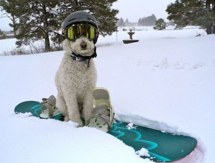 כלב בשלג