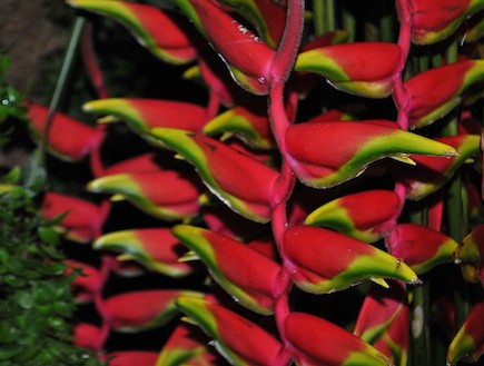 תערוכת הפרח (צילום: ענבל סינגר)
