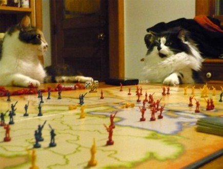 חתולים משחקים (צילום: thechive.com)